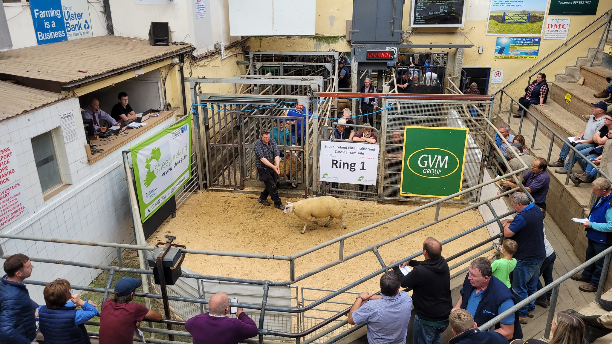 This Beltex ram sold for €650 online Source: Sheep Ireland Facebook