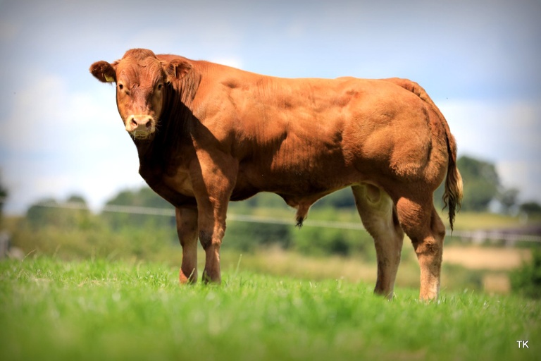 Lot 7 was sired by Ampertaine Elgin