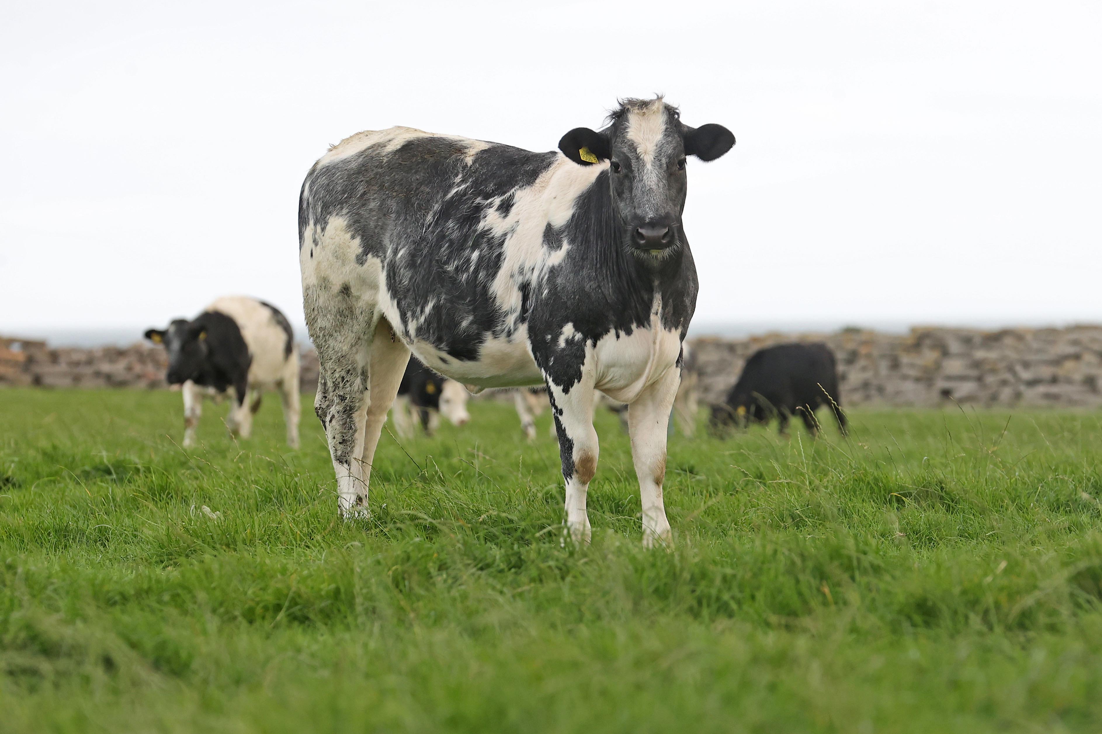 A successful calf-to-beef system is one of the main enterprises on the Kilkeel farm of the Henderson family. James, his wife Brenda and family members recently hosted an Ulster Grassland Society visit