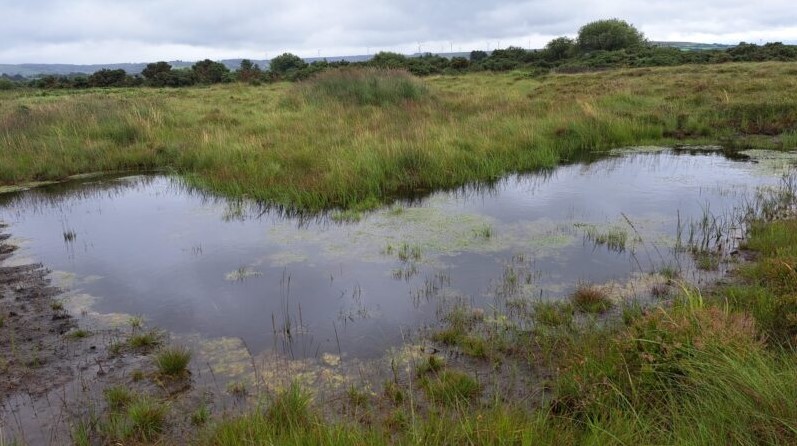A wader scrape in Co. Limerick Source: ACRES information website