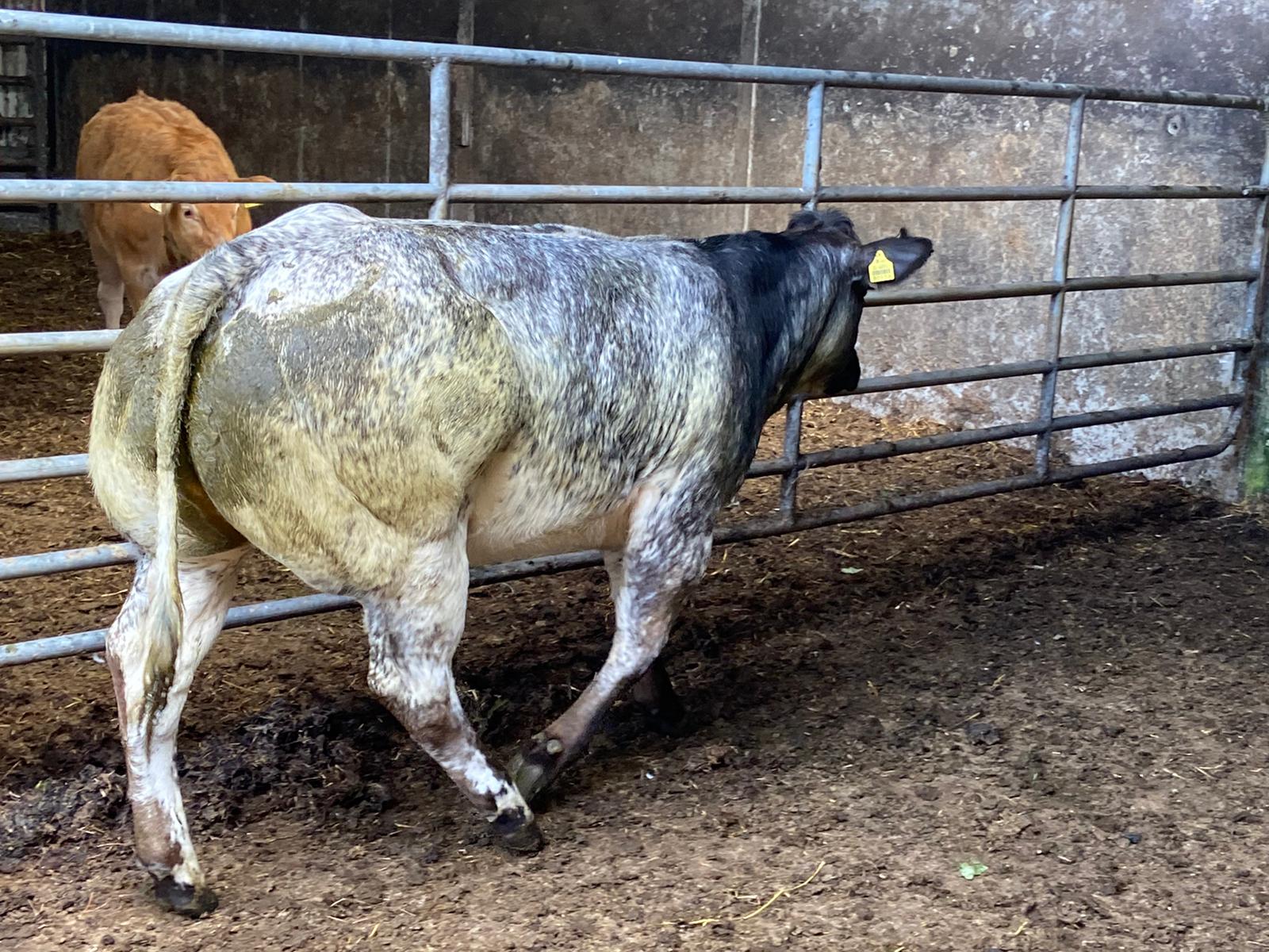 This 396kg Belgian Blue heifer sold for €3,200 or €8.12/kg