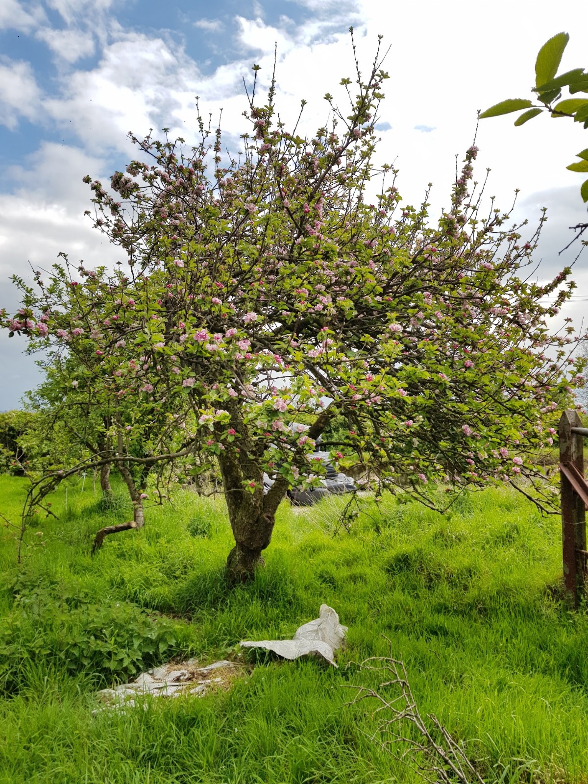 Apple tree in blossom Source: Ruth Wilson