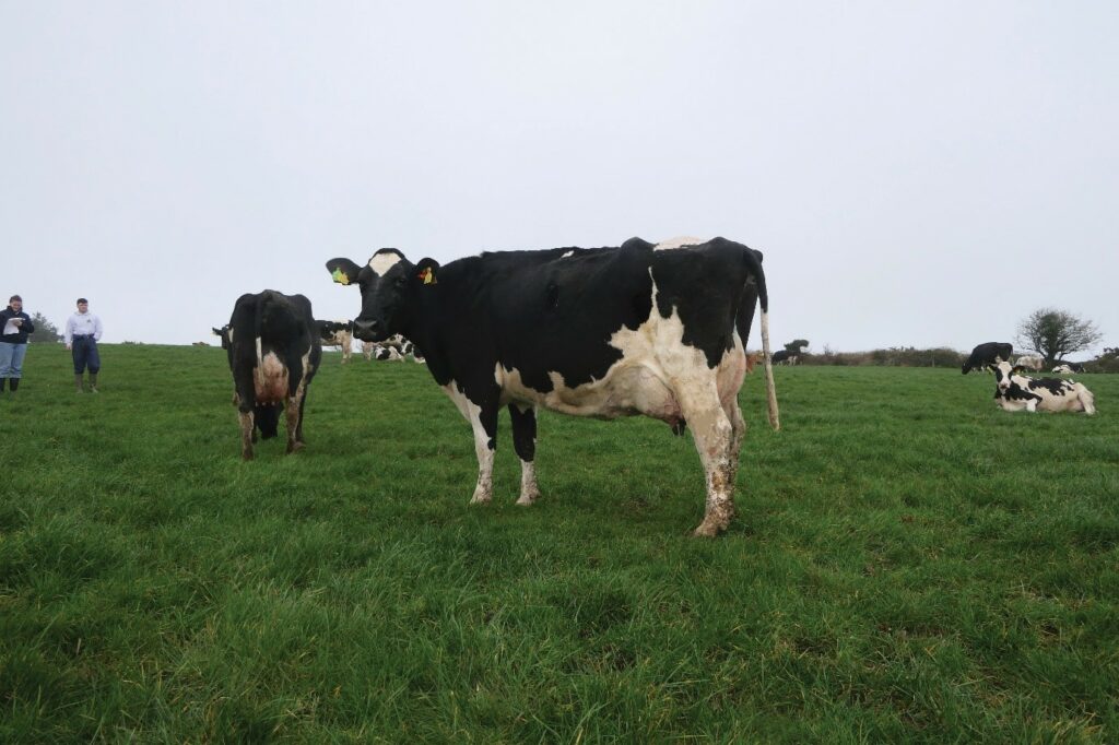 Ballydehob HTime Mary EX 92 2E