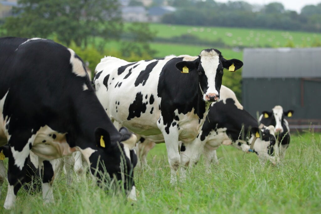 Dairy cows on William Irvine's farm. Image source: Cliff Donaldson