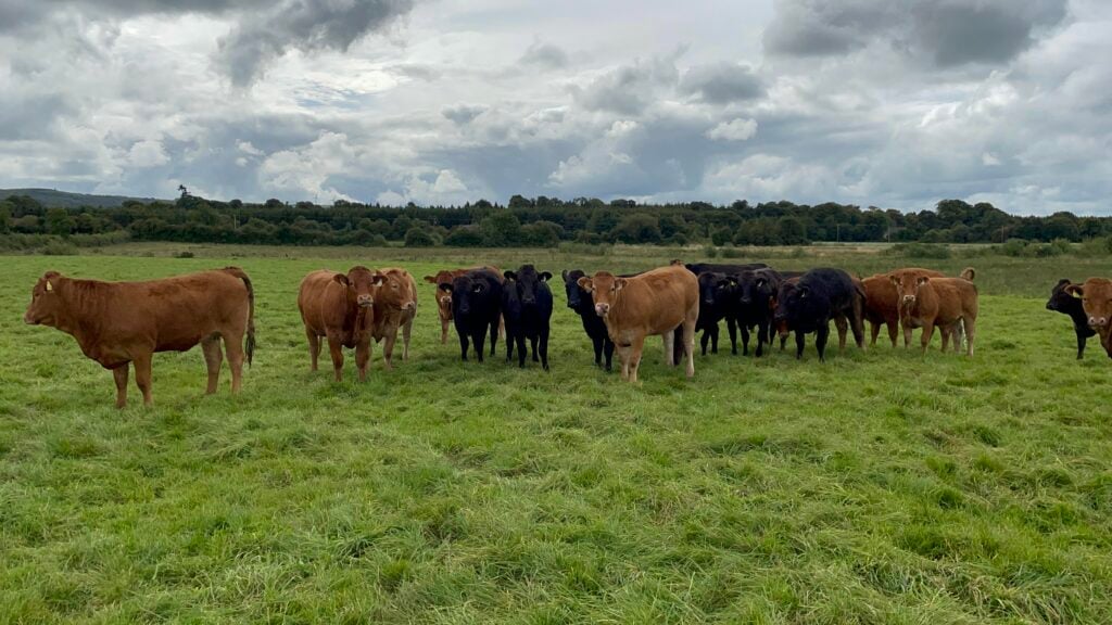 Autumn 2022-born suckler bred heifers