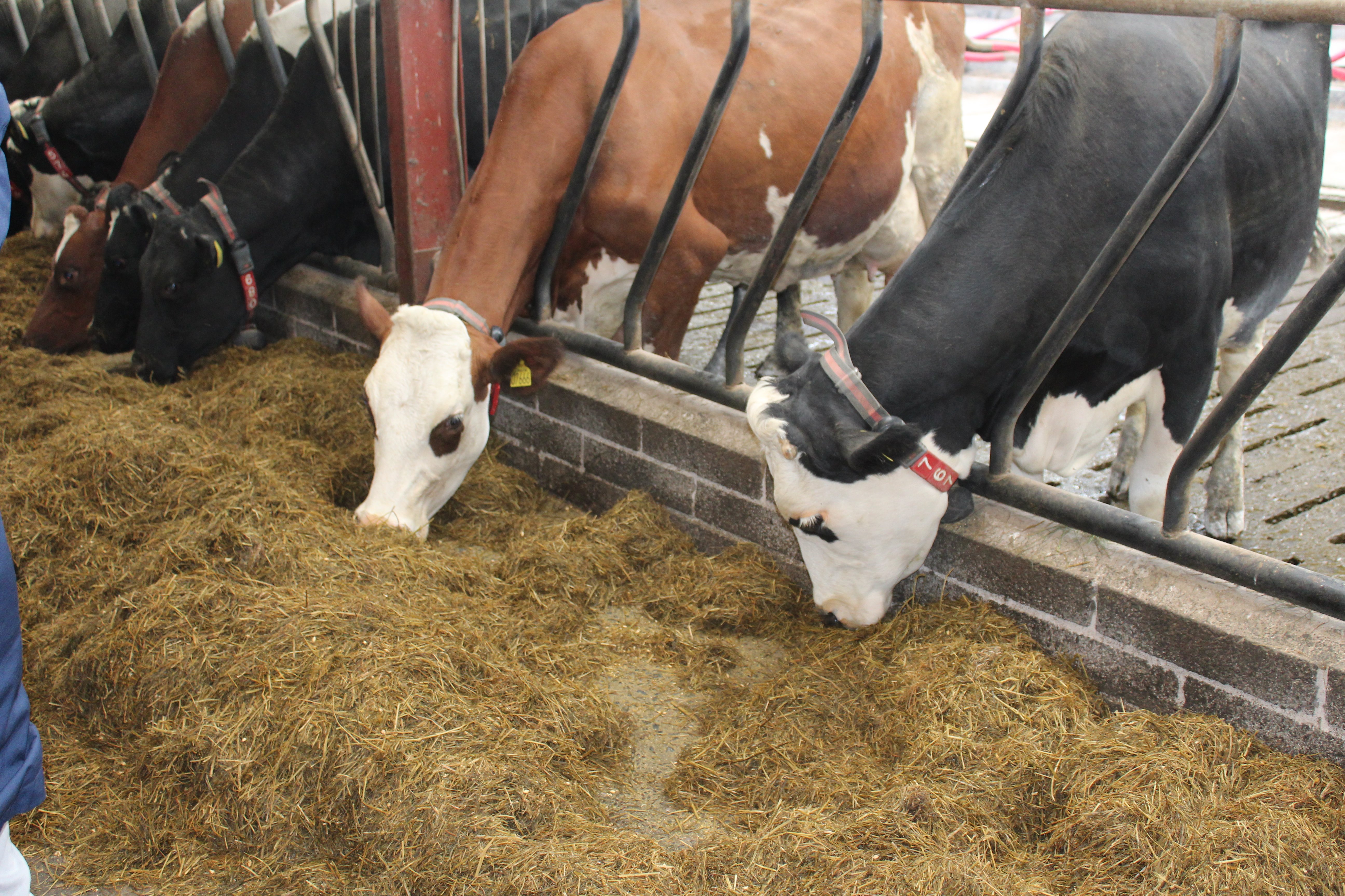 ProCROSS cows on the Co. Tyrone farm of Des Kelly
