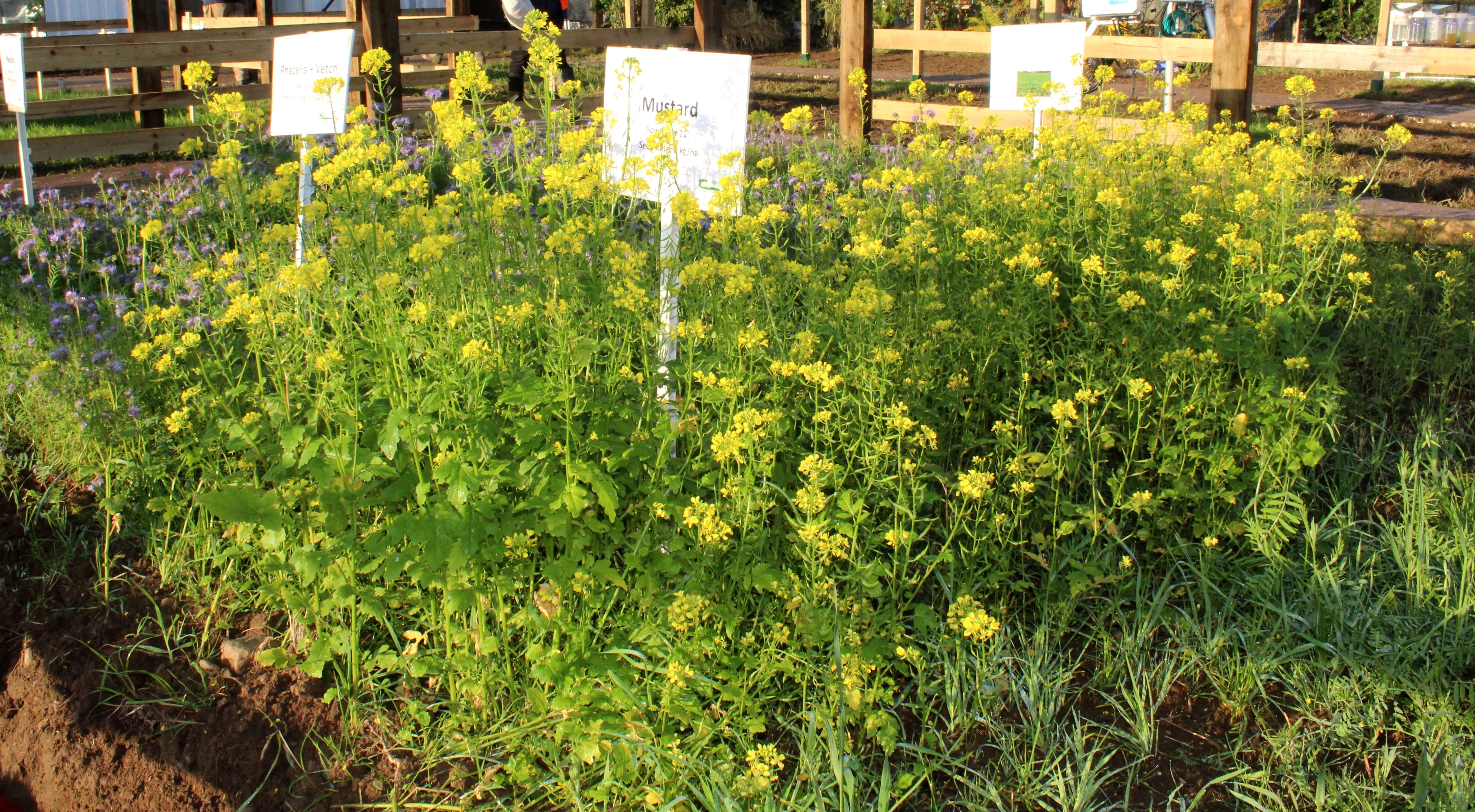 Cover crops