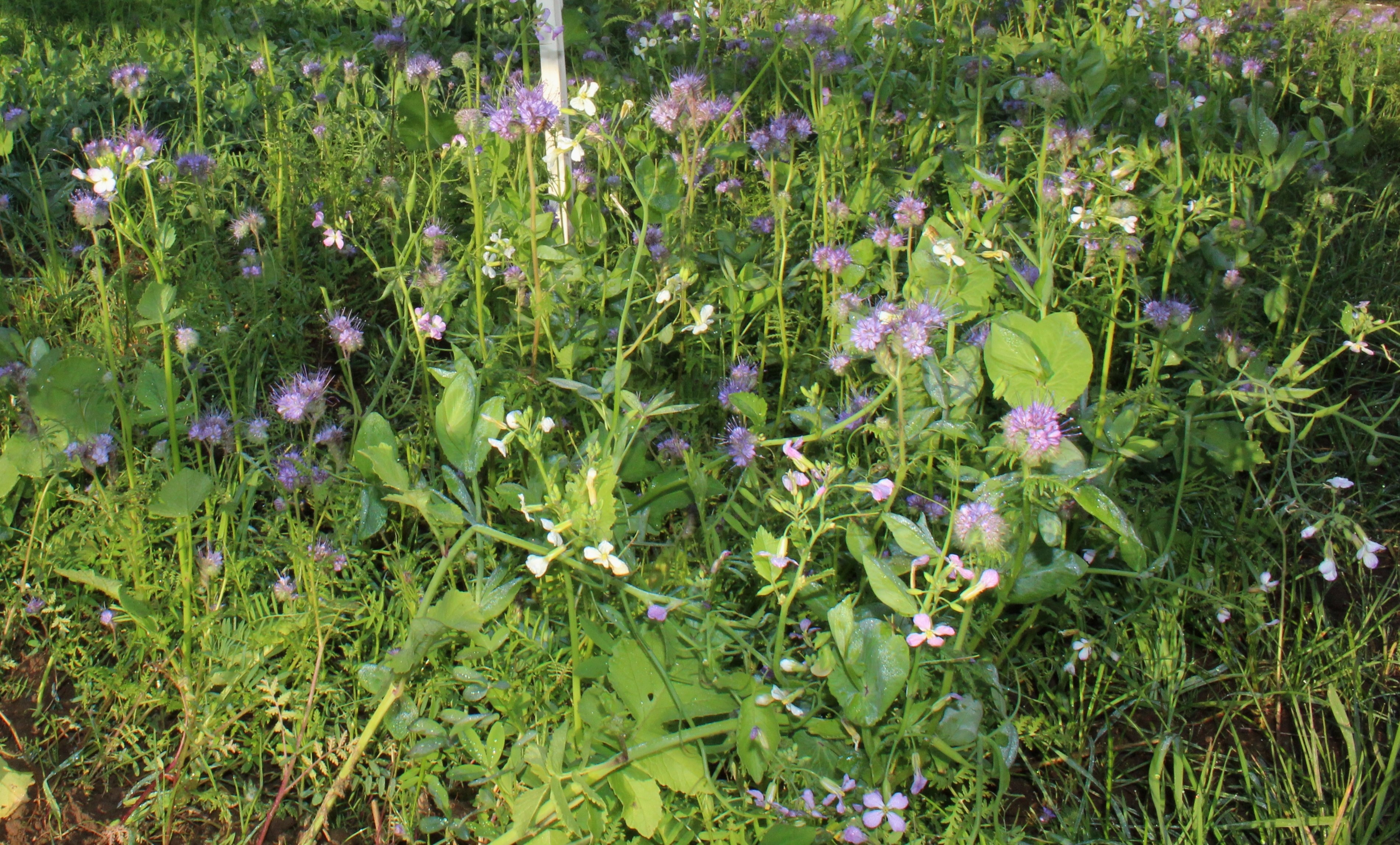 Legumes can feature prominently within a  cover crop species mix