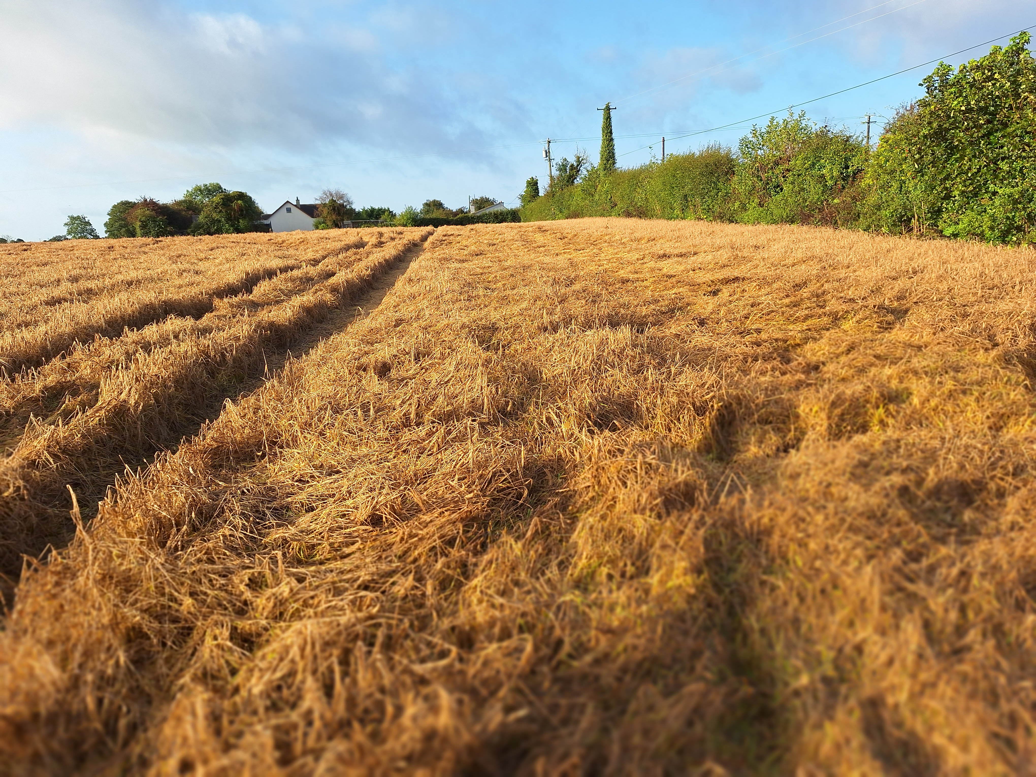 A barley field in Co. Laois
