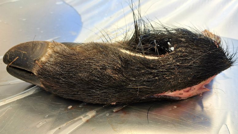 The boar leg sample that was analysed at SVA.&nbsp;Source: Erik Ågren