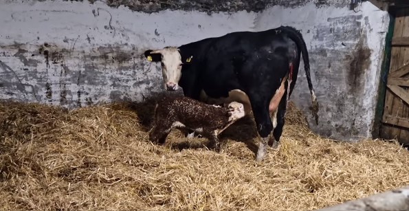 The bull calf born on the farm Source: Garrynoe Herefords
