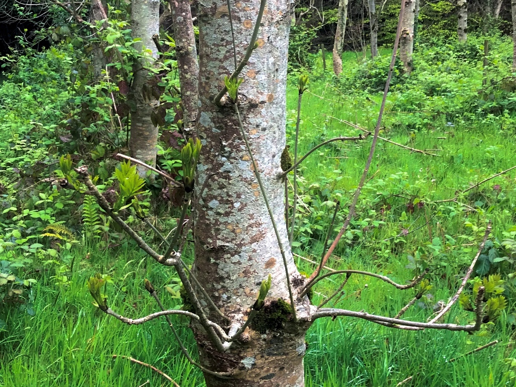 Ash dieback disease - epicormic branching or excessive side shoots along the main stem. Source: Teagasc