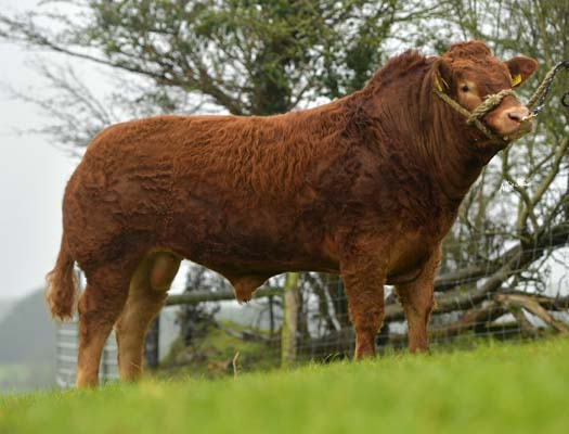 Powerful Proper (LM7416) Image: Progressive Genetics