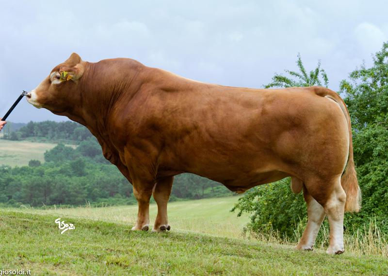 Moondharrig Knell (LM4217) Image: Progressive Genetics