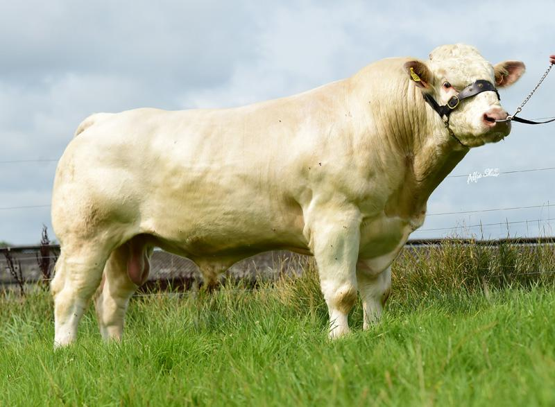 Lapon (CH4321) Image: Progressive Genetics
