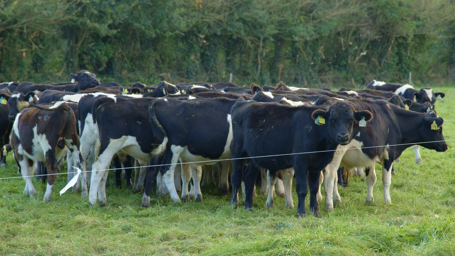 Group of weanling calves on Pat's farm