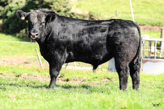 Lot 32