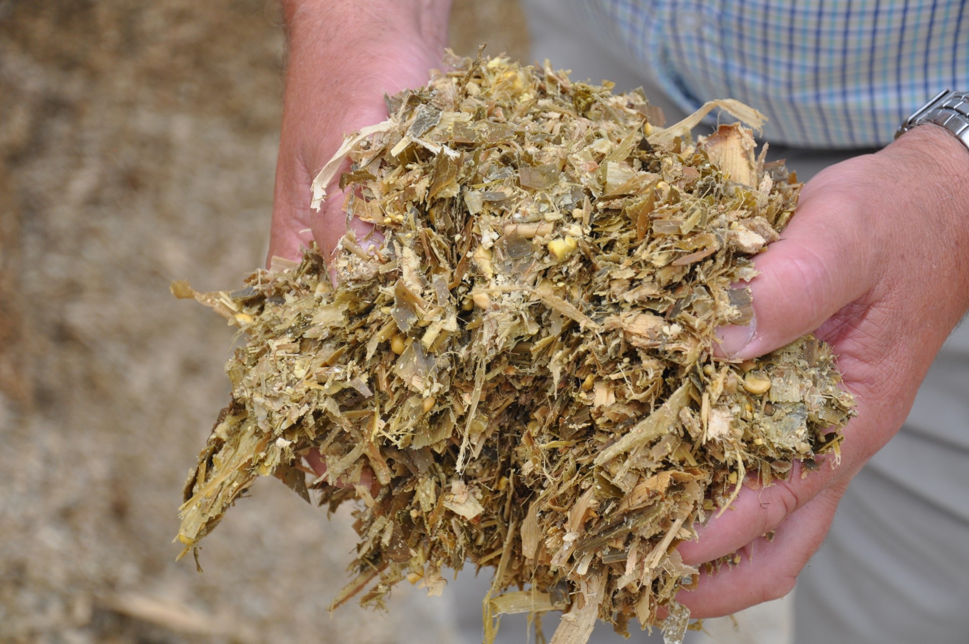 Maize Silage ought to be in plentiful supply shortly