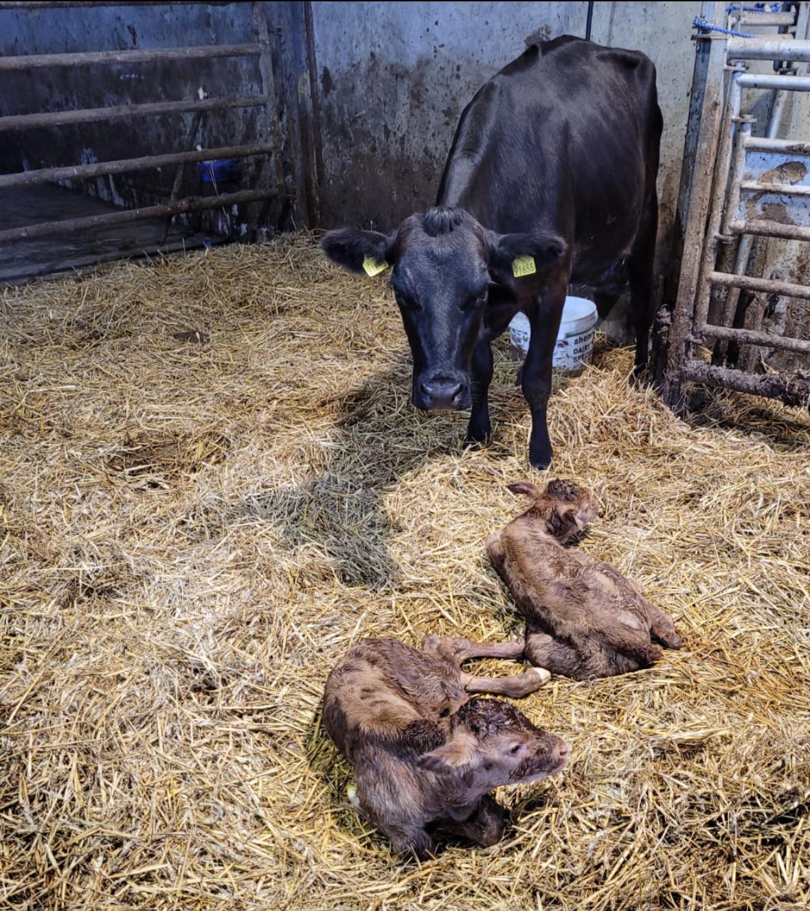 Twin calves born in Co. Louth Source: Shay Sheridan