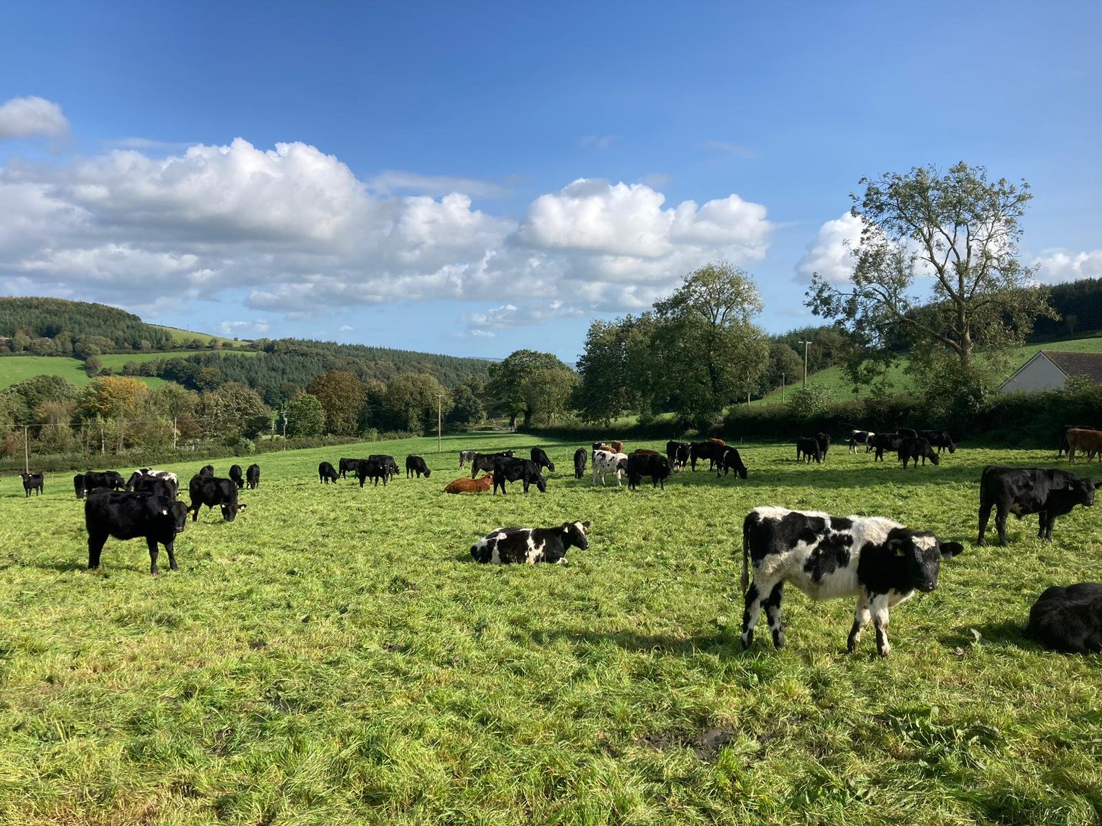 2023-born calves remain at grass on the ABP Demo Farm