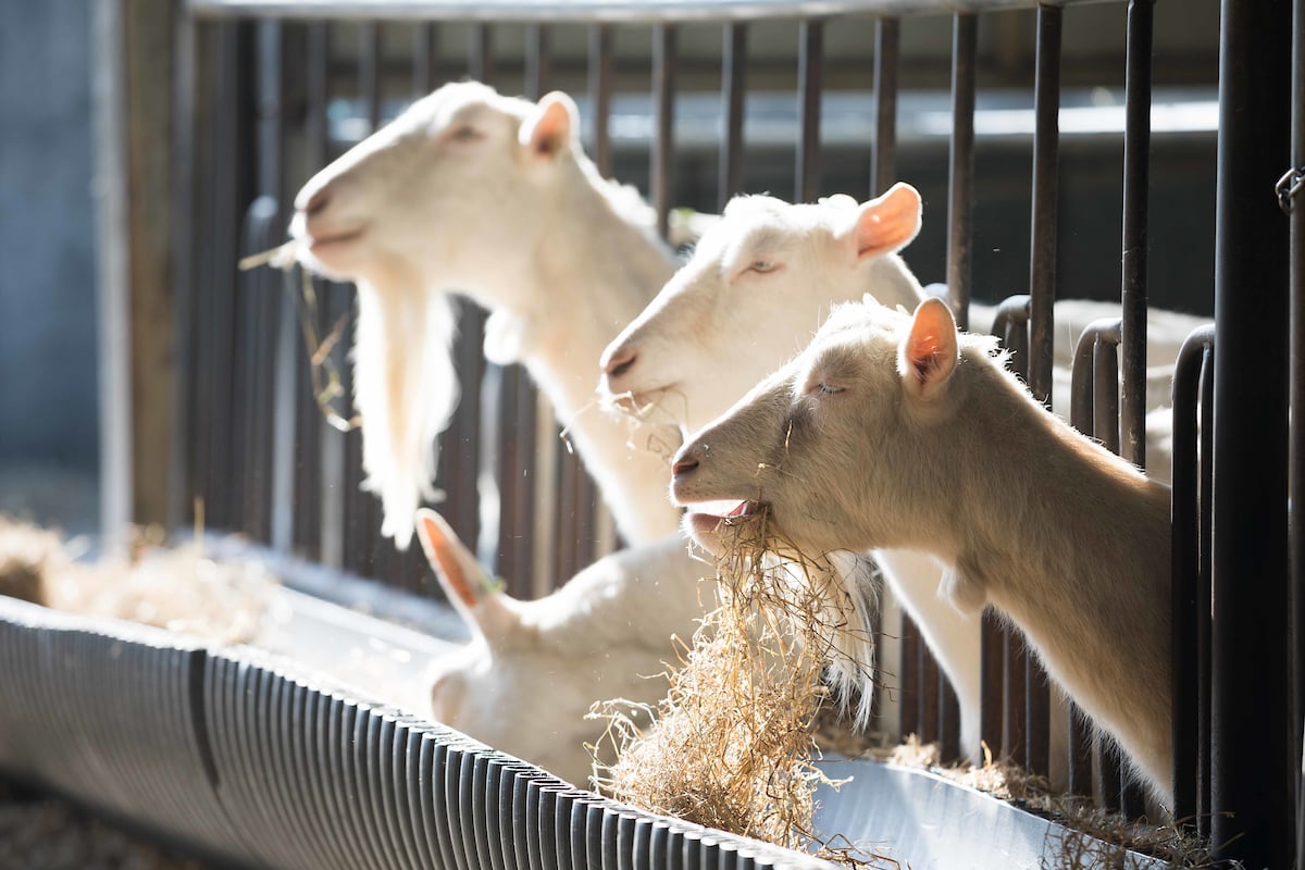 The goats at St Tola Irish goat cheese. Image source: Eamon Ward.