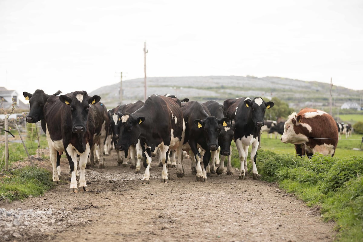 The cows from Linalla Irish ice-cream. Image source: Eamon Ward