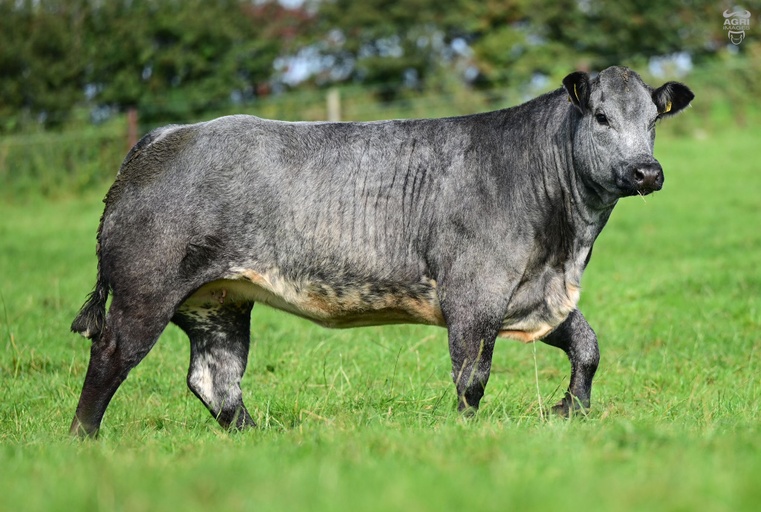 Lot 51