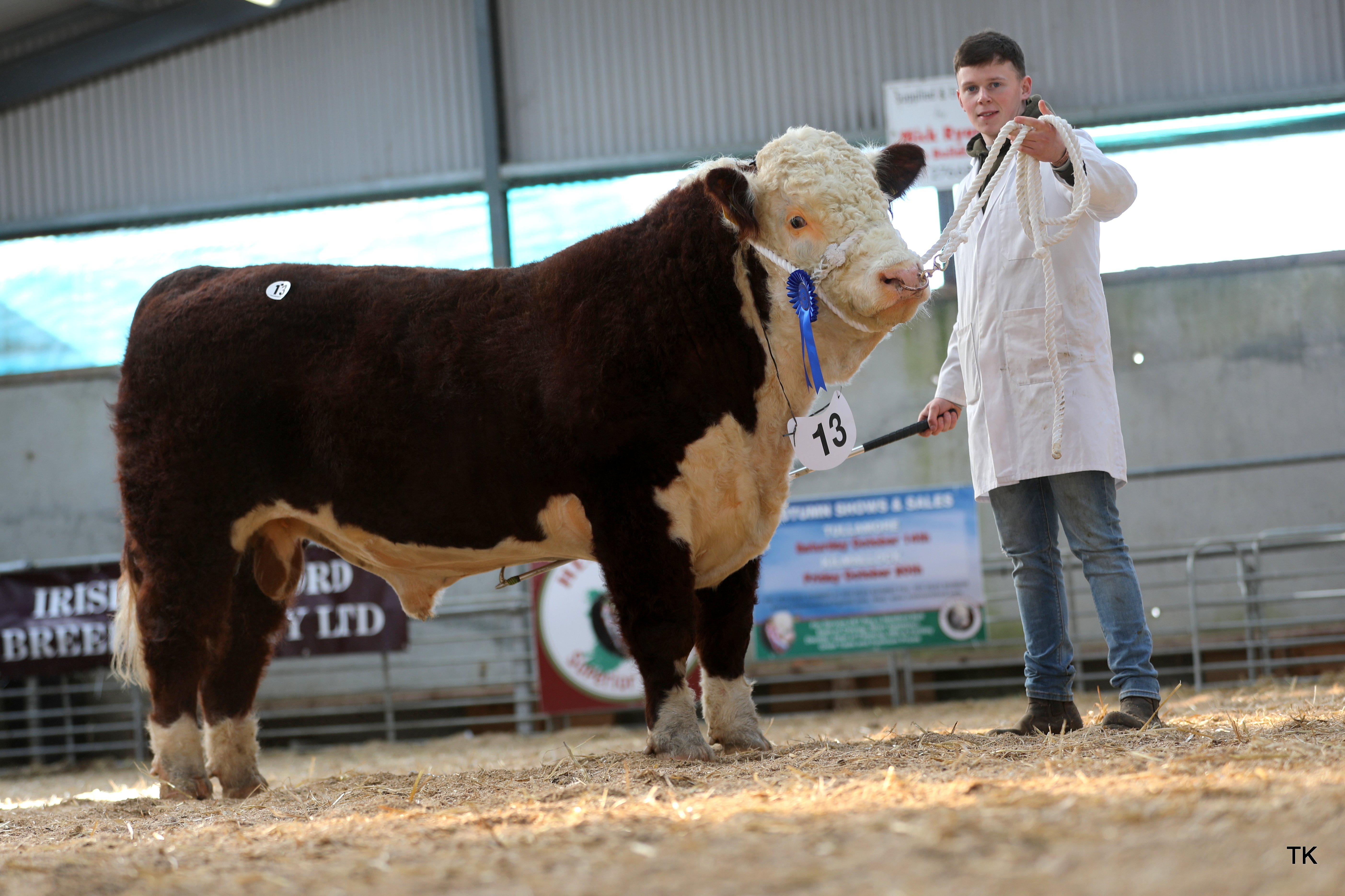 Cave Hill Don sold for €3,200