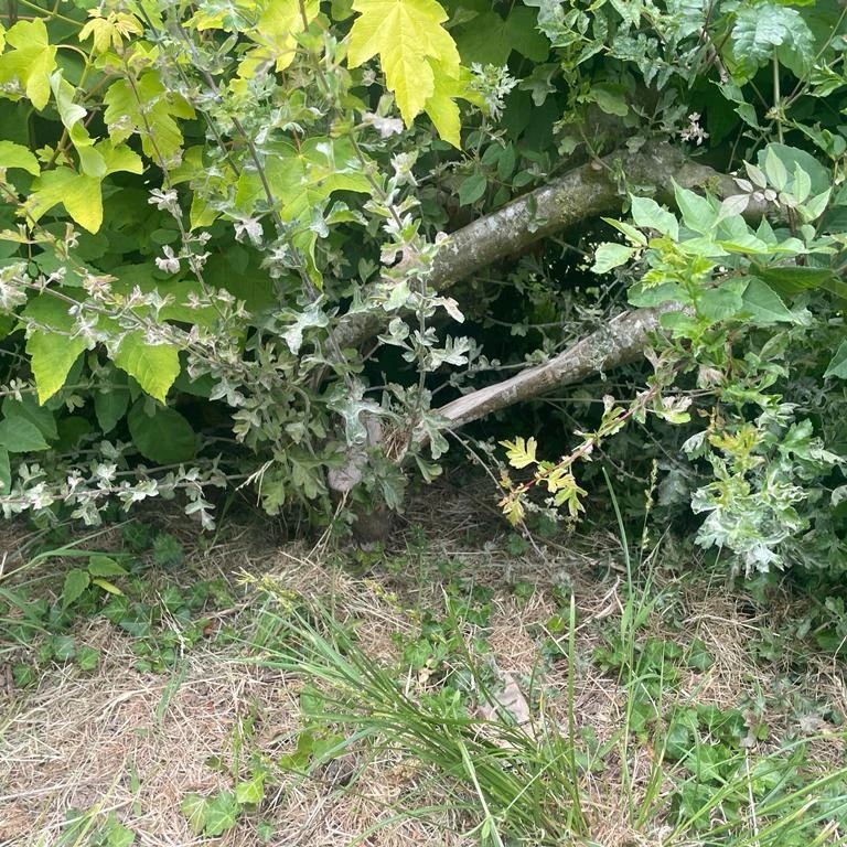 Re-growth on a laid stem Source: Hedgerows Ireland