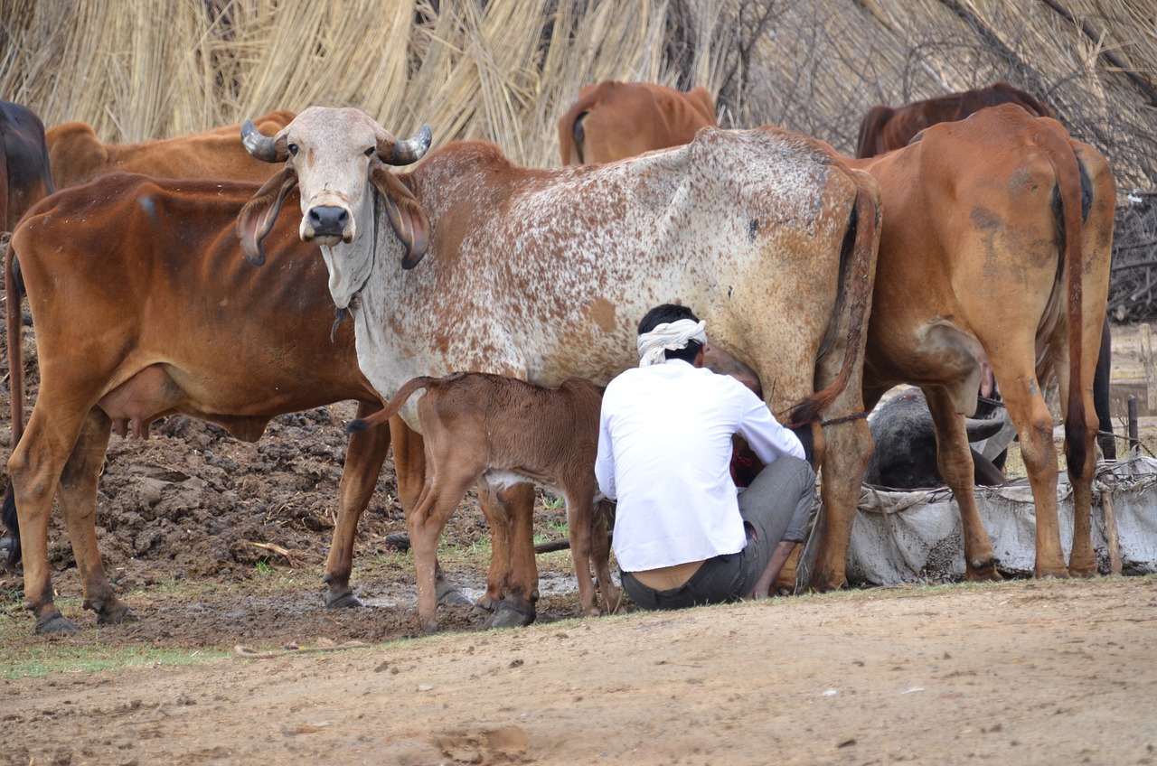 Dairy cows in India