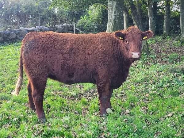 Ganty Ava sold for €3,350. Image source: Irish Salers Cattle Society