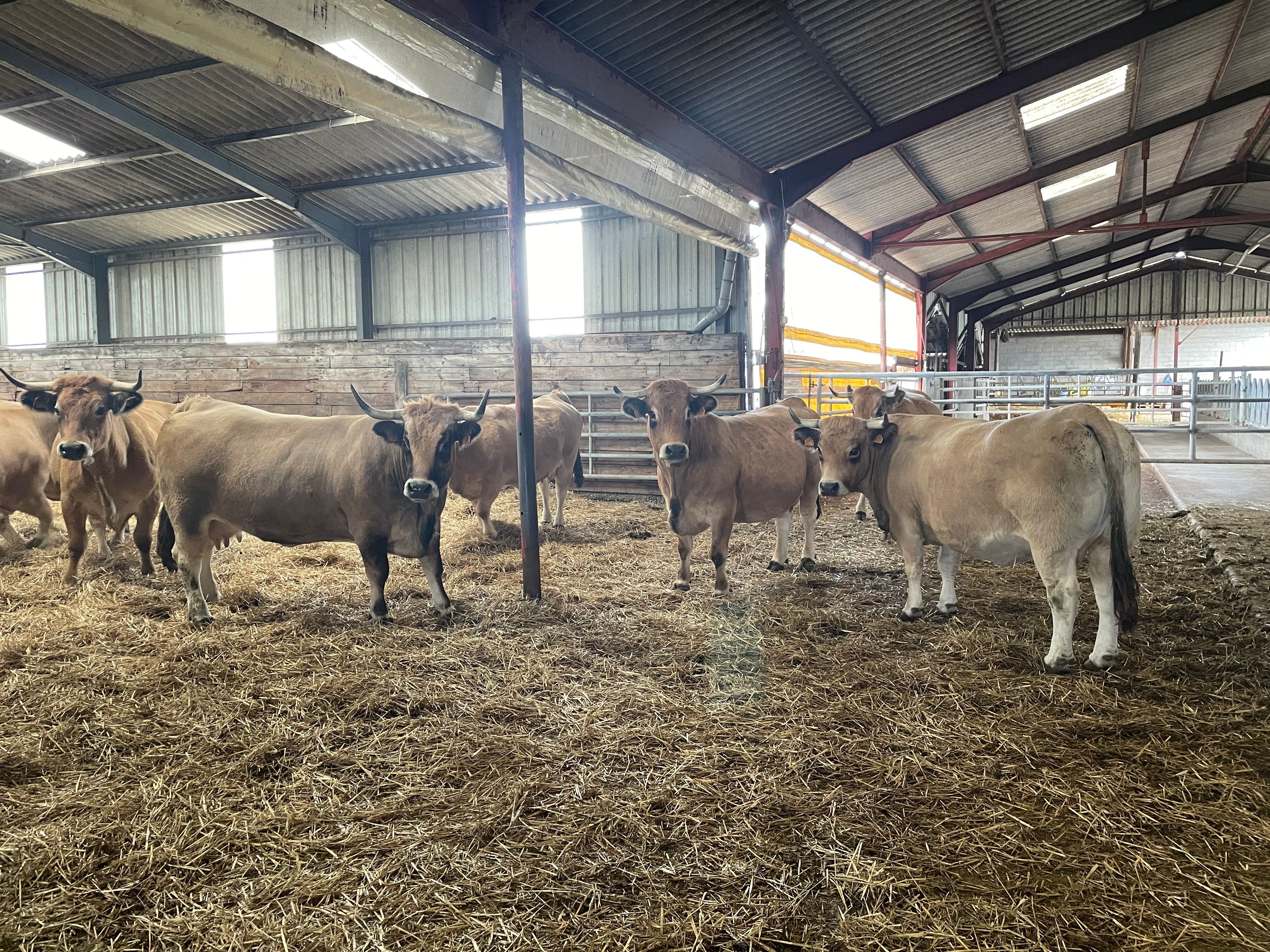 The farm has ample shed space all of which is dry bedded with no slatted housing