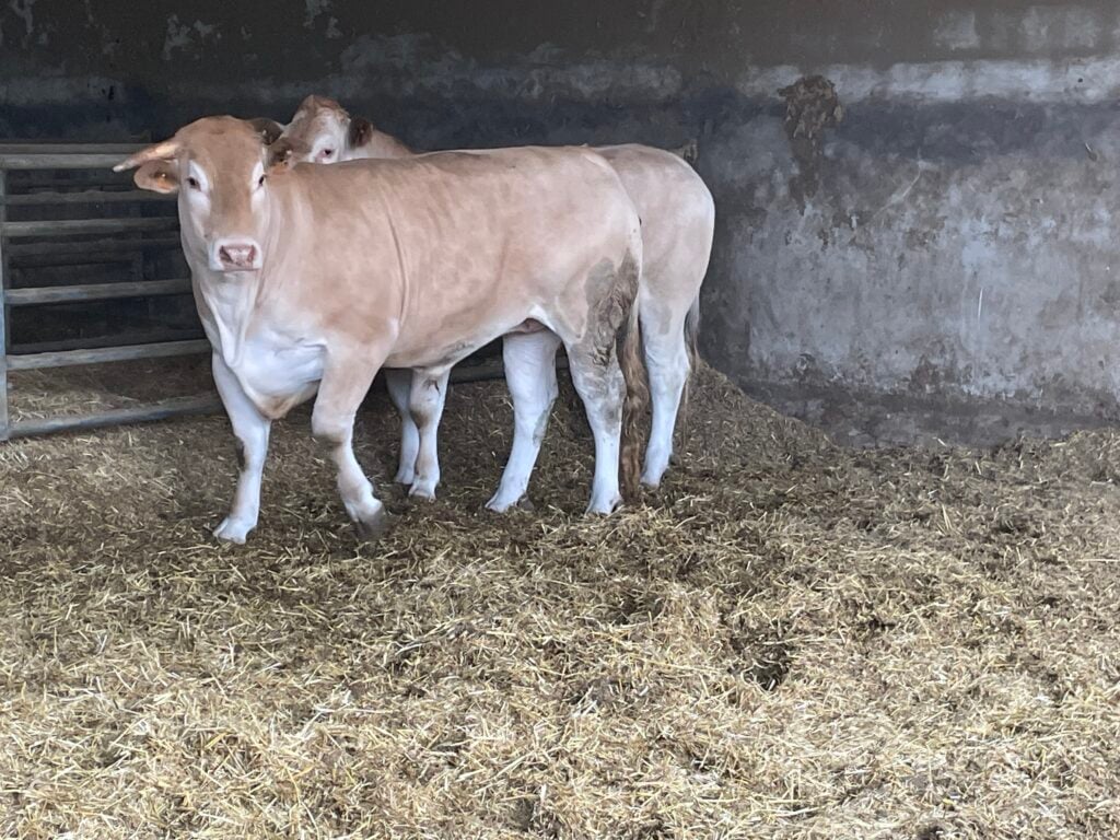 This bullock is being fattened for use in the beef boxes