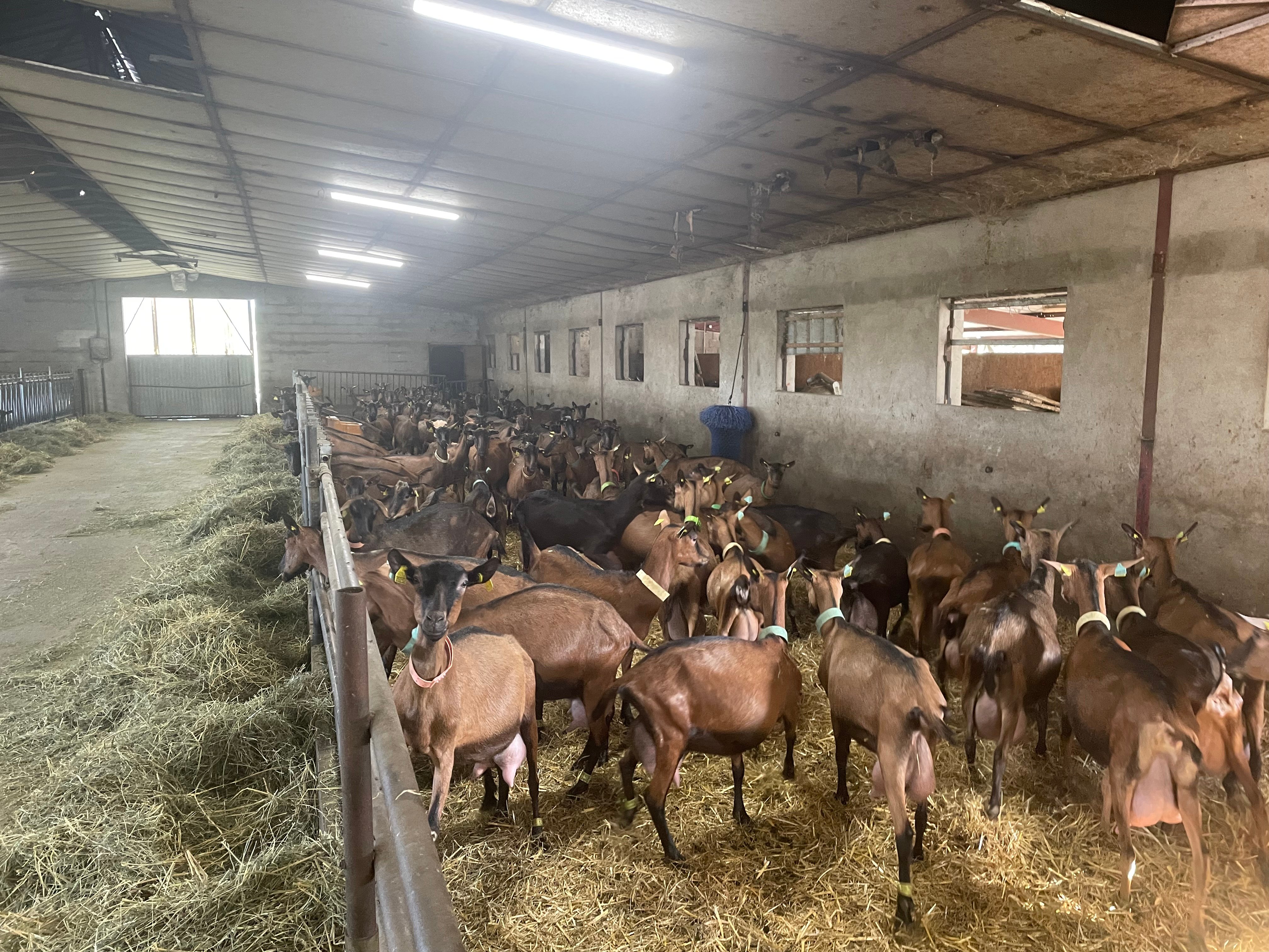 The goats are housed in a converted pig house
