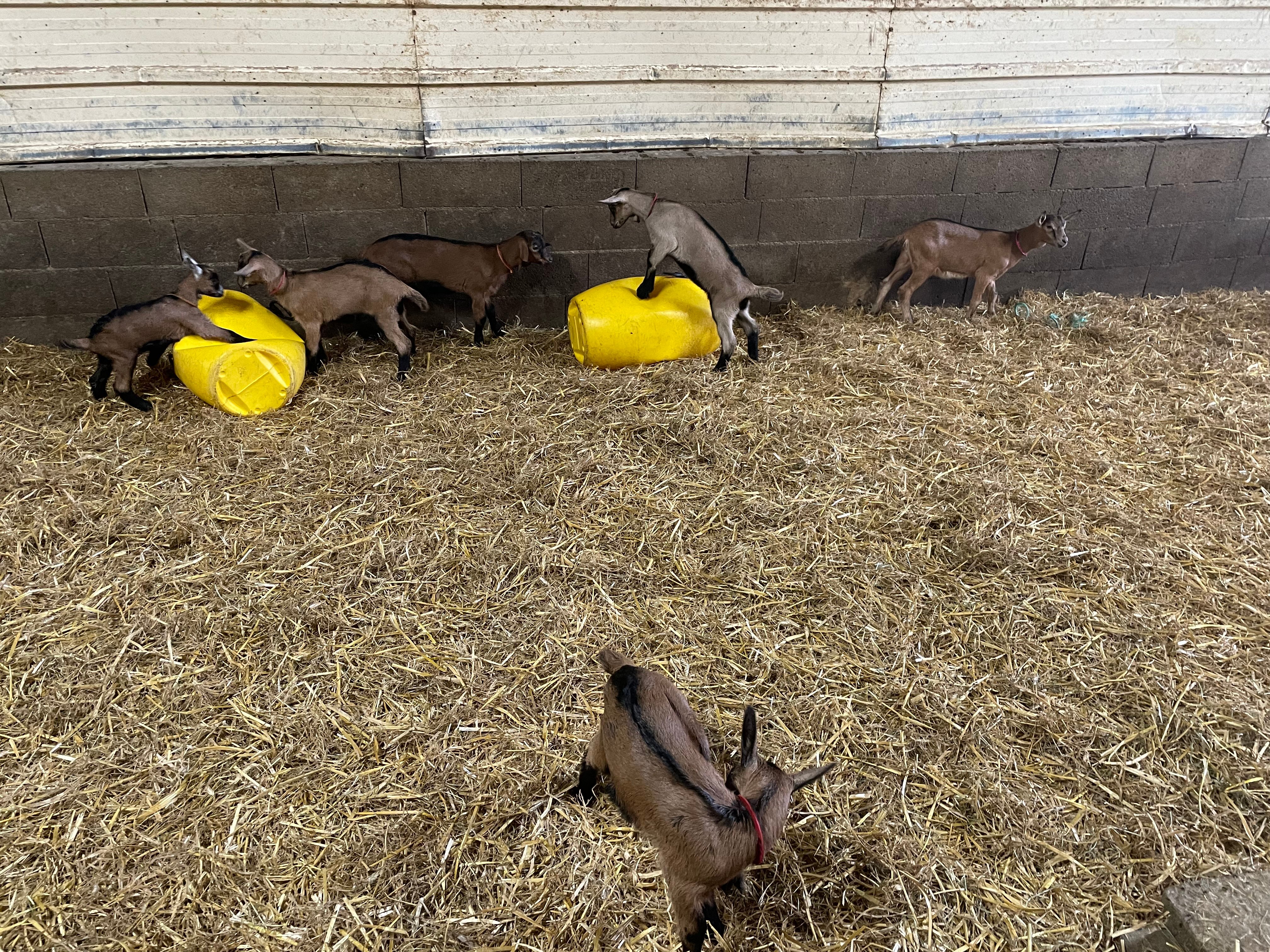 Kids are reared on powdered-milk fed through an automatic feeder