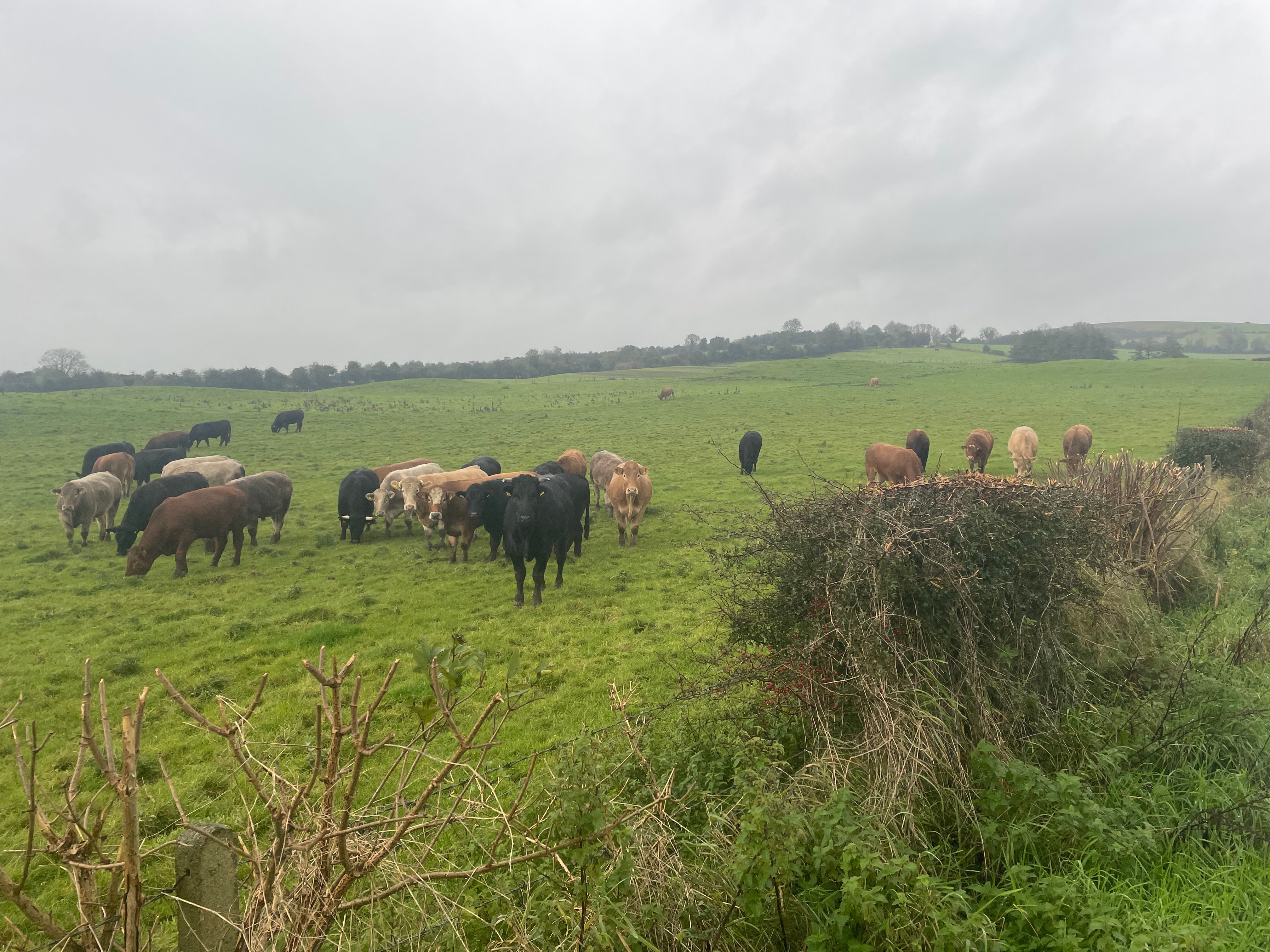 Store cattle which were bought-in this year
