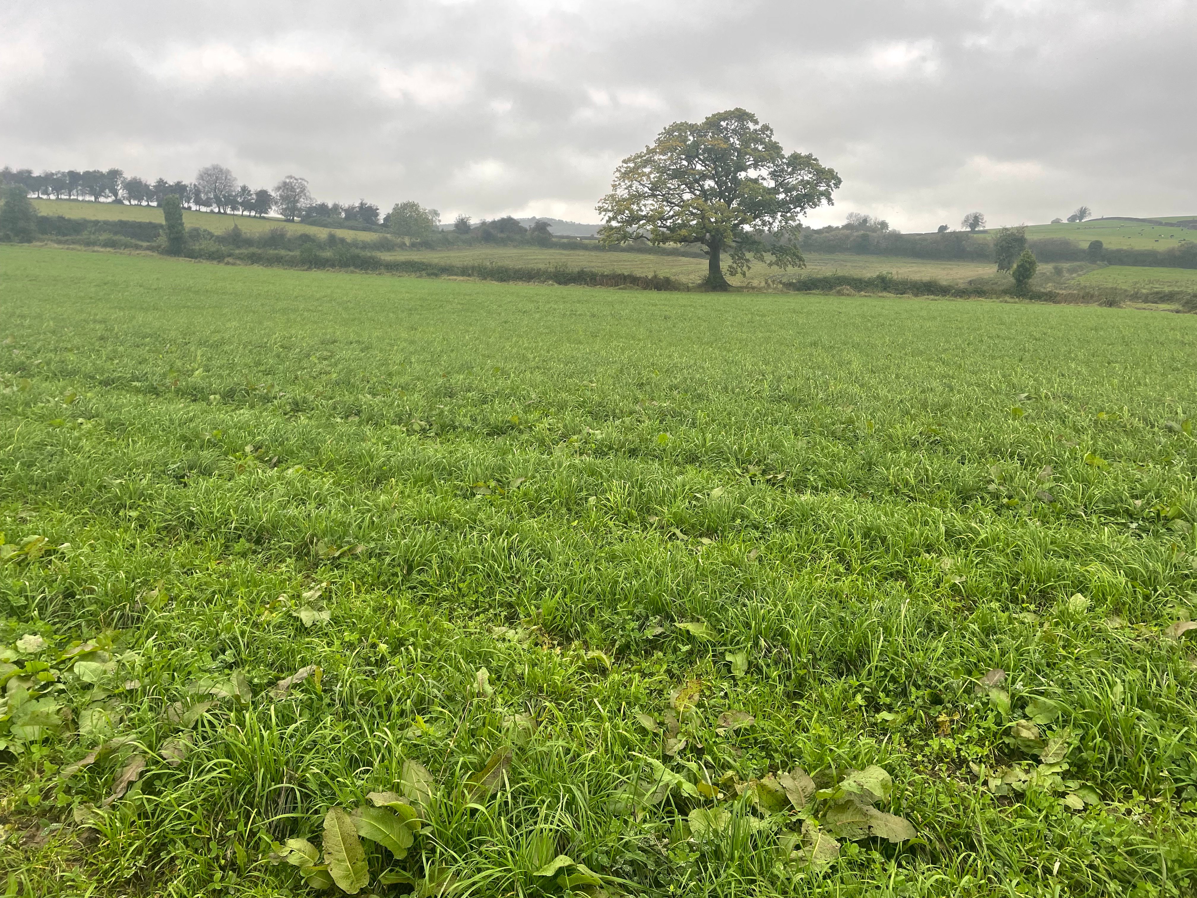 Red clover and grass is used as part of a rotation. This field is currently being strip-grazed with cattle