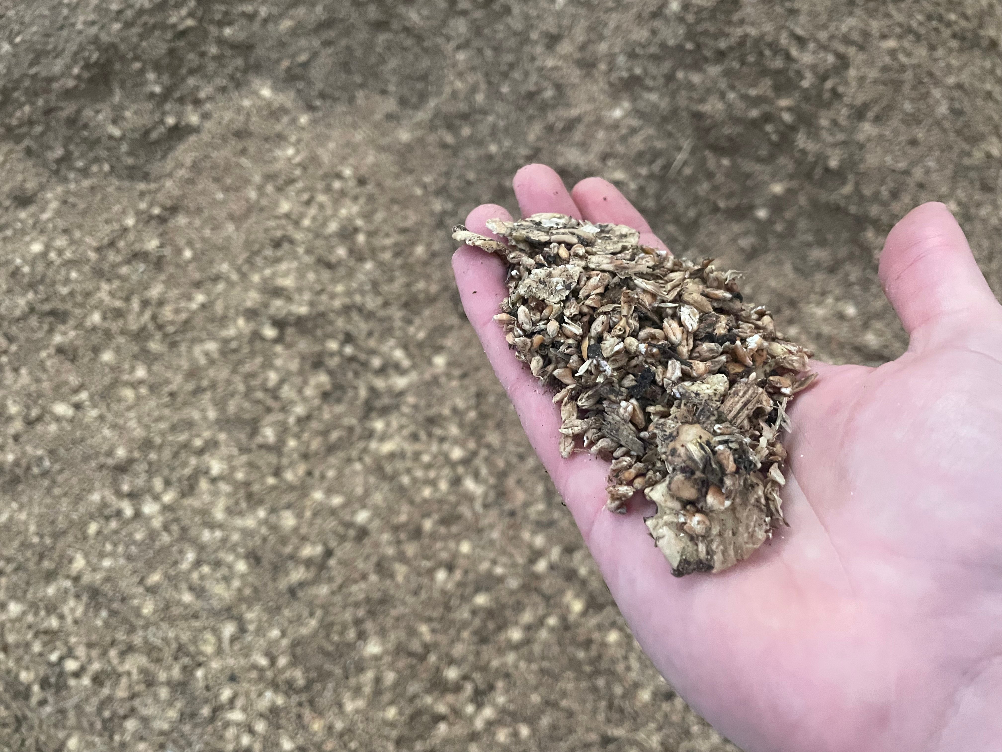 Beans and wheat