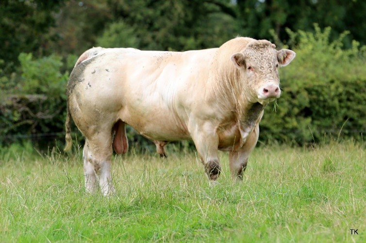 One of the Charolais stockbulls on Jim and Brian O’ Leary’s farm