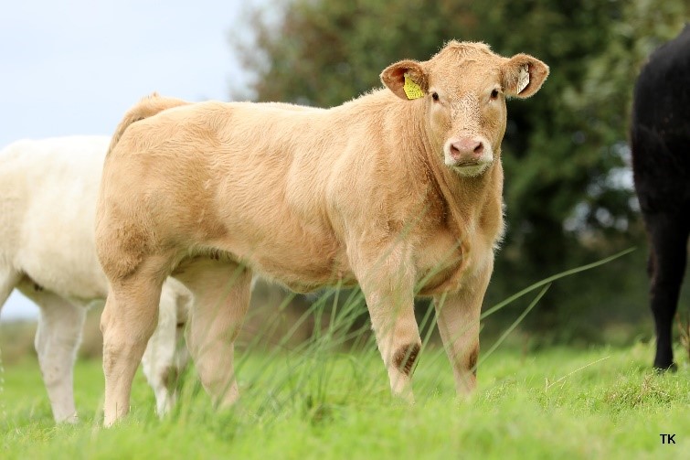 A Charolais-cross weanling heifer on the farm