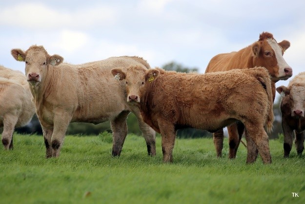 Typical Charolais-cross weanlings on the farm