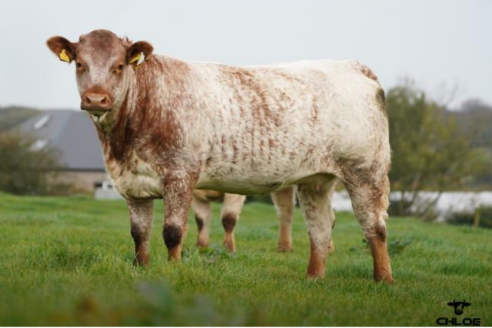Lot 56