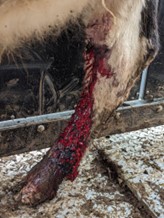 Source: RSPCA