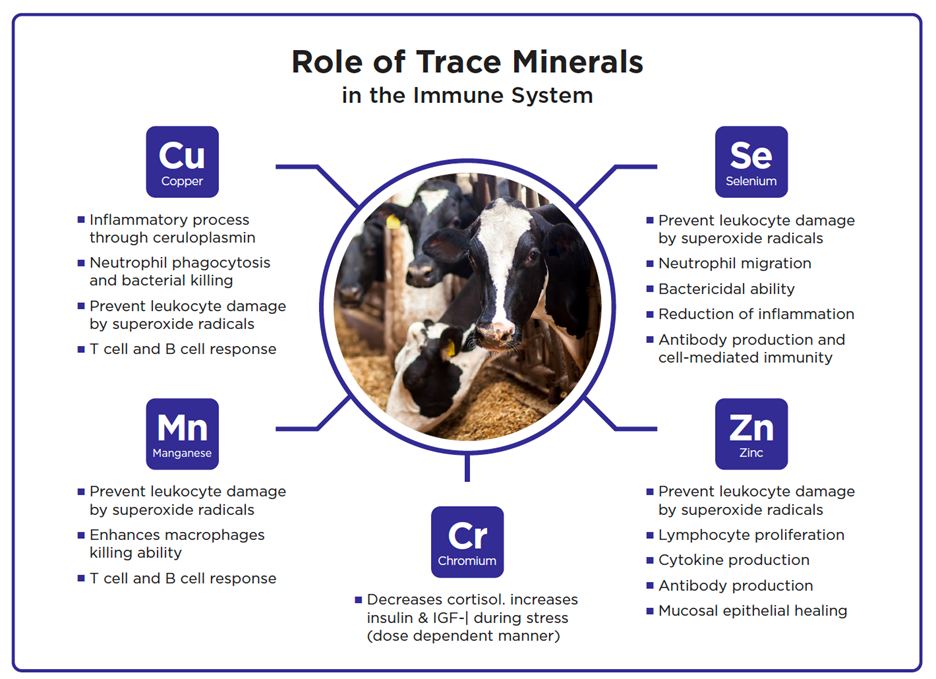 The role of trace minerals in the immune system.