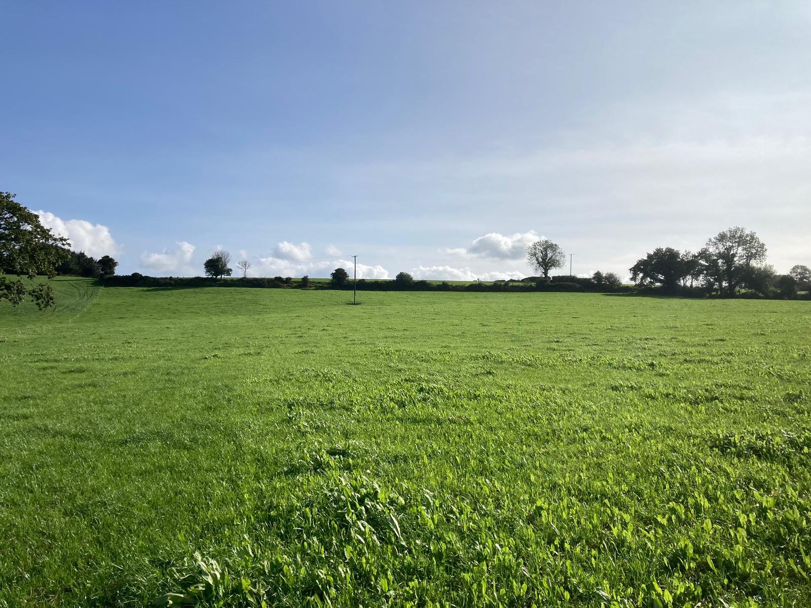 The multi-species sward reseed