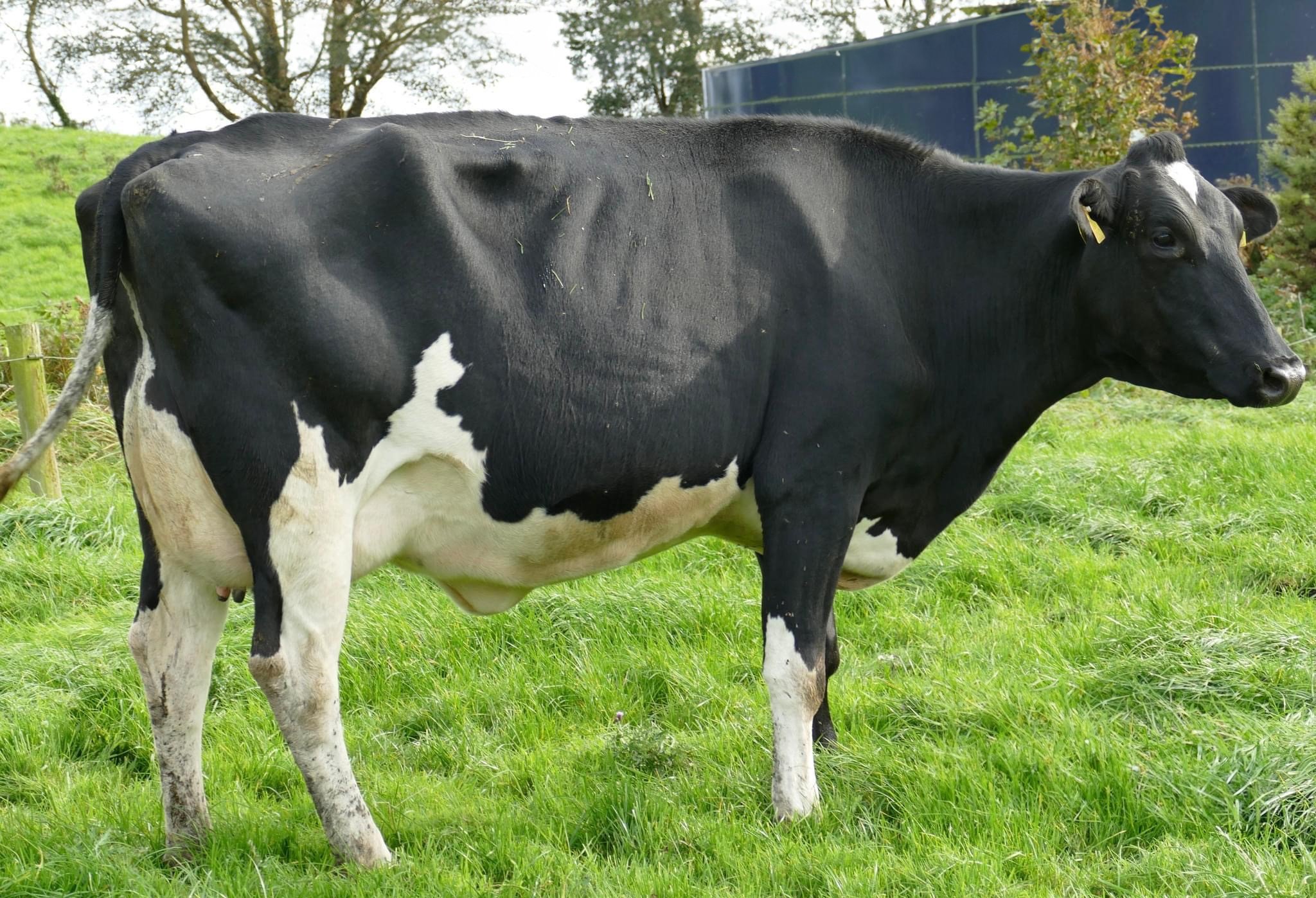 Lot 3: Mohoncross Leslie 9 Image: Taaffe Auctions
