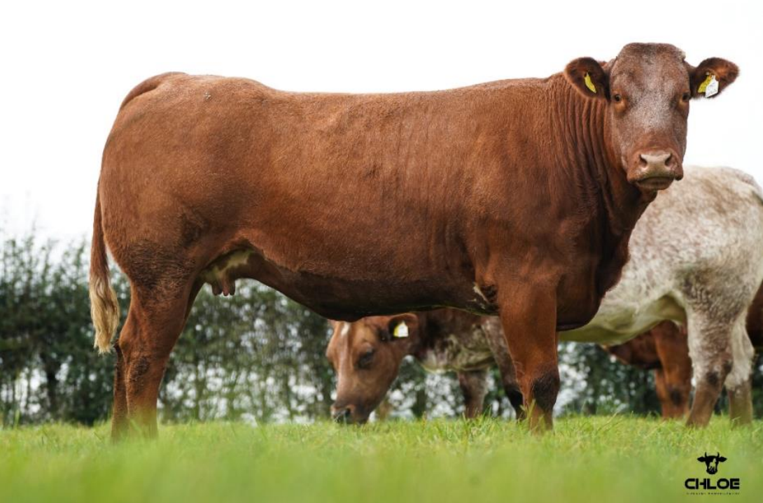 Lot 72 sold for €5,250