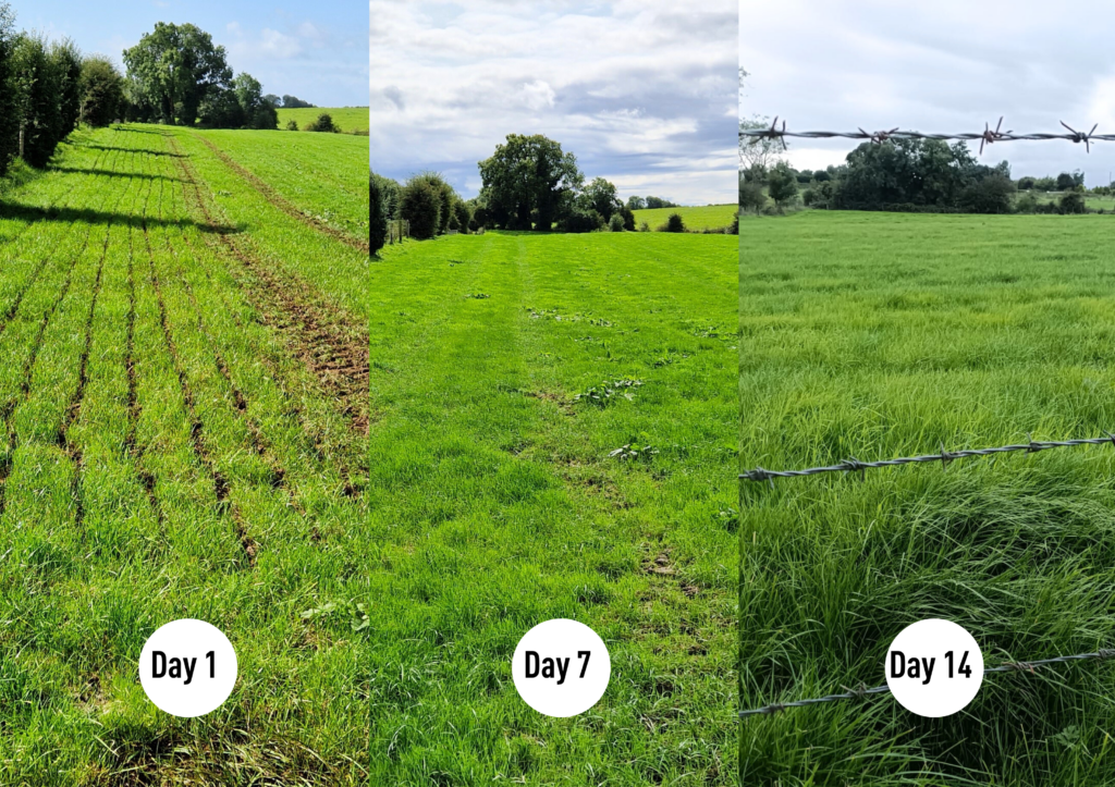 Seven day post-spreading of separated liquid with XSplit separator