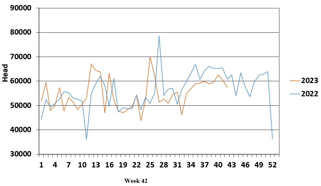 Weekly sheep slaughterings Source: DAFM
