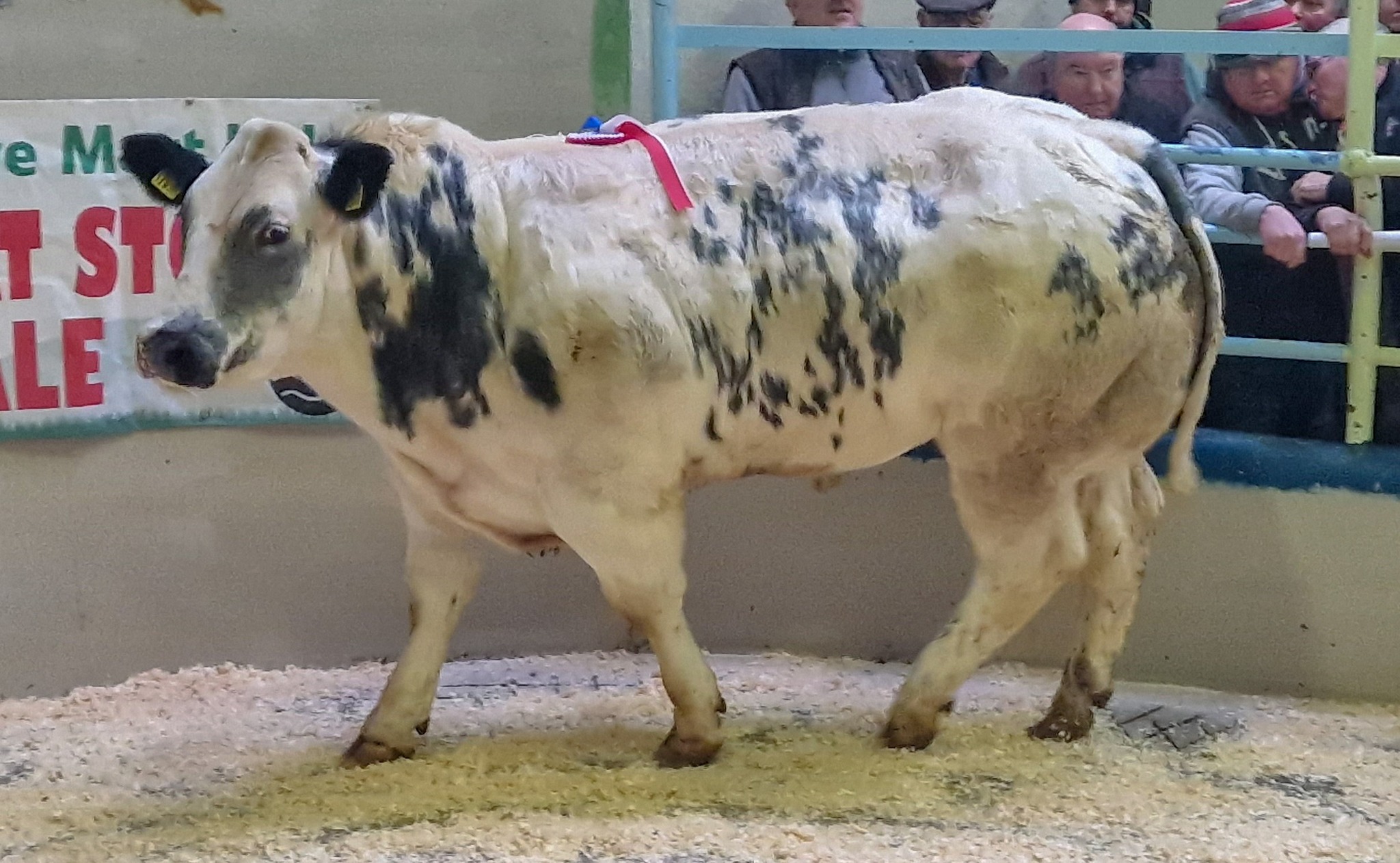 This 805kg Belgian Blue bullock sold for €3,520 or €4.37/kg. Source: Kanturk Mart